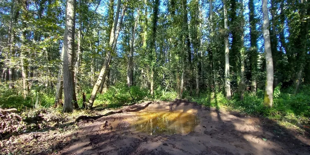 Travaux de restauration écologique de la zone humide de Saint-Paul