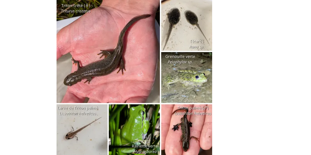 Inventaires des amphibiens dans les mares du SIVT