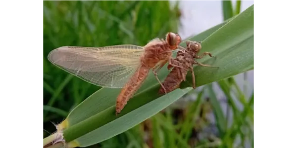 visuel Les animations des mois de mai et juin 2025