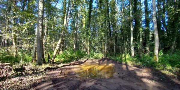 visuel Travaux de restauration écologique de la zone humide de Saint-Paul