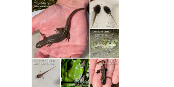 visuel Inventaires des amphibiens dans les mares du SIVT