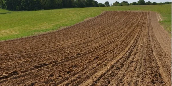 visuel Plantation de Miscanthus &agrave; Saint-Omer-en-Chauss&eacute;e