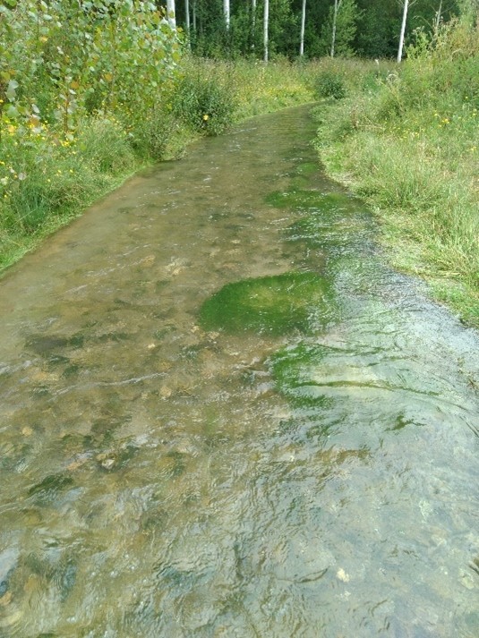 Le ru de l’Herperie à St Omer en Chaussée